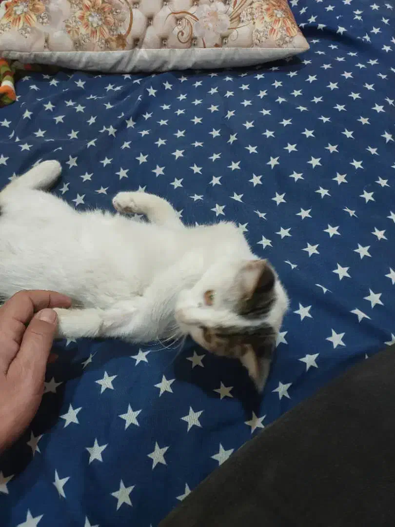 واگذاری گربه نر 5 ماهه دستی و خونگی|گربه|شیراز, شهرک گلدشت محمدی|دیوار