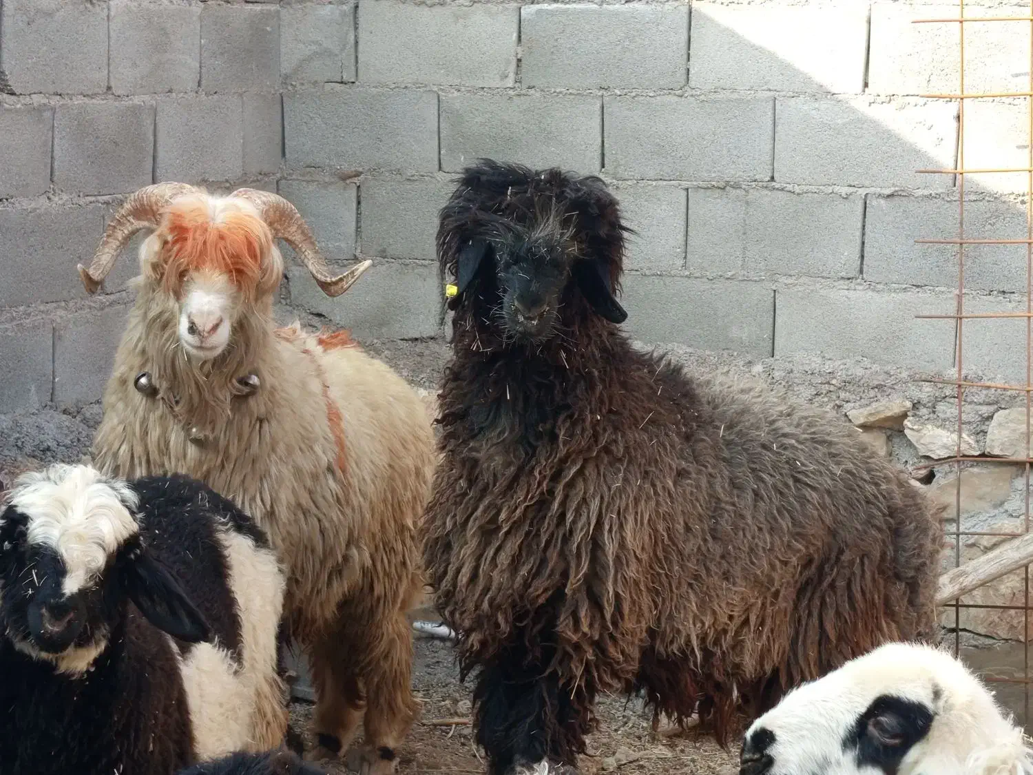 کووه تخمی|حیوانات مزرعه|اندیکا, |دیوار