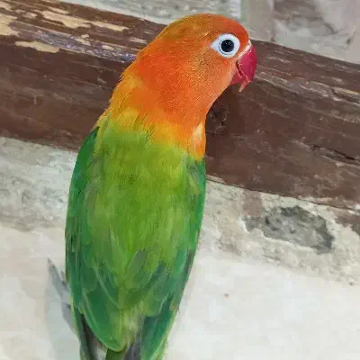 طوطی برزیلی|پرنده|بندرعباس, |دیوار