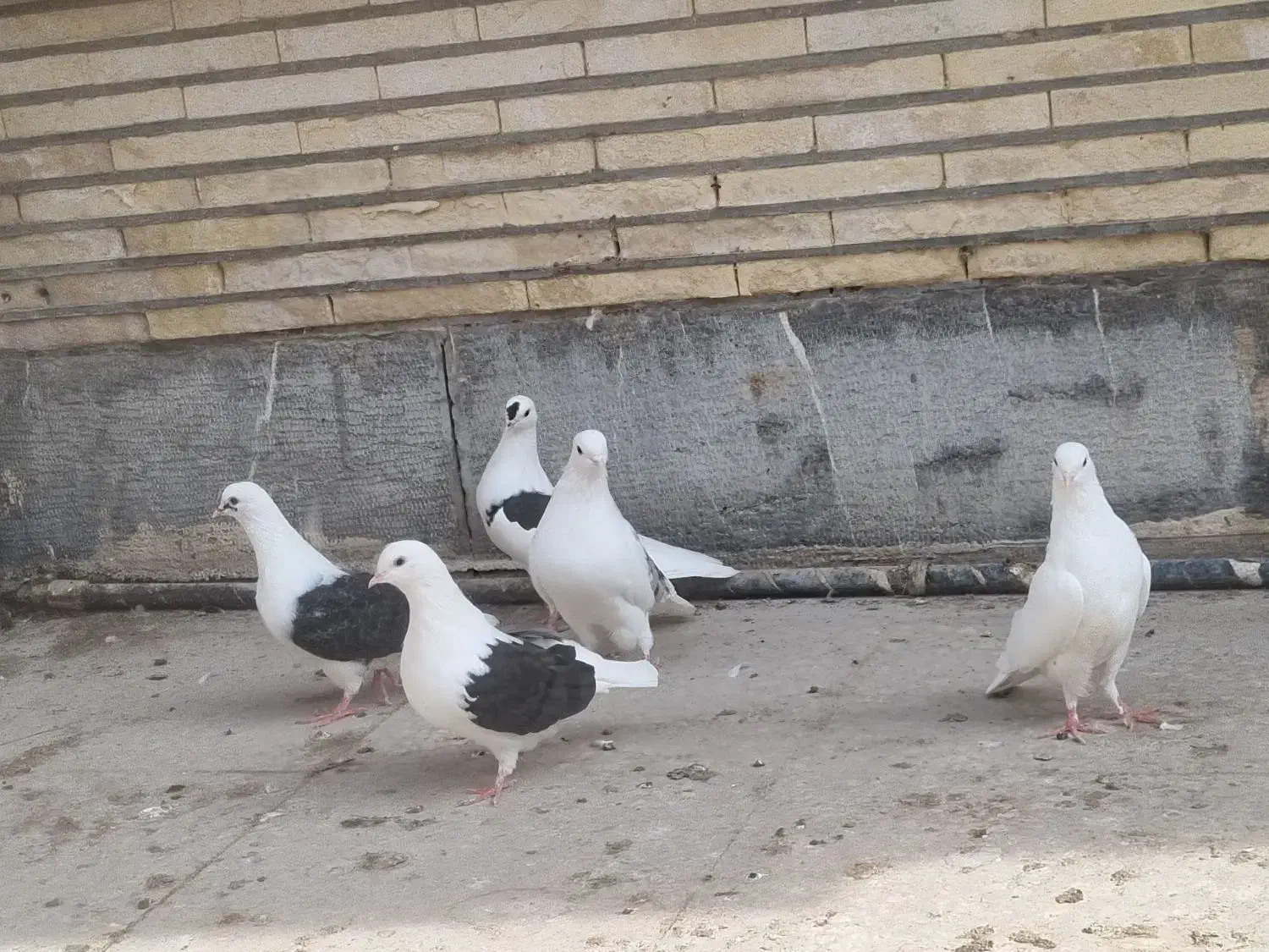 دوکت پرشی|پرنده|بندرلنگه, |دیوار