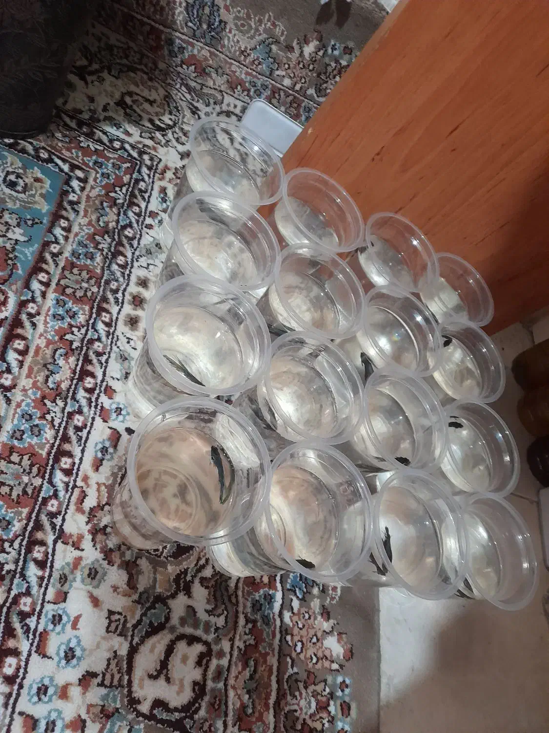 ماهی فایتر|ماهی|تهران, سلیمانی|دیوار