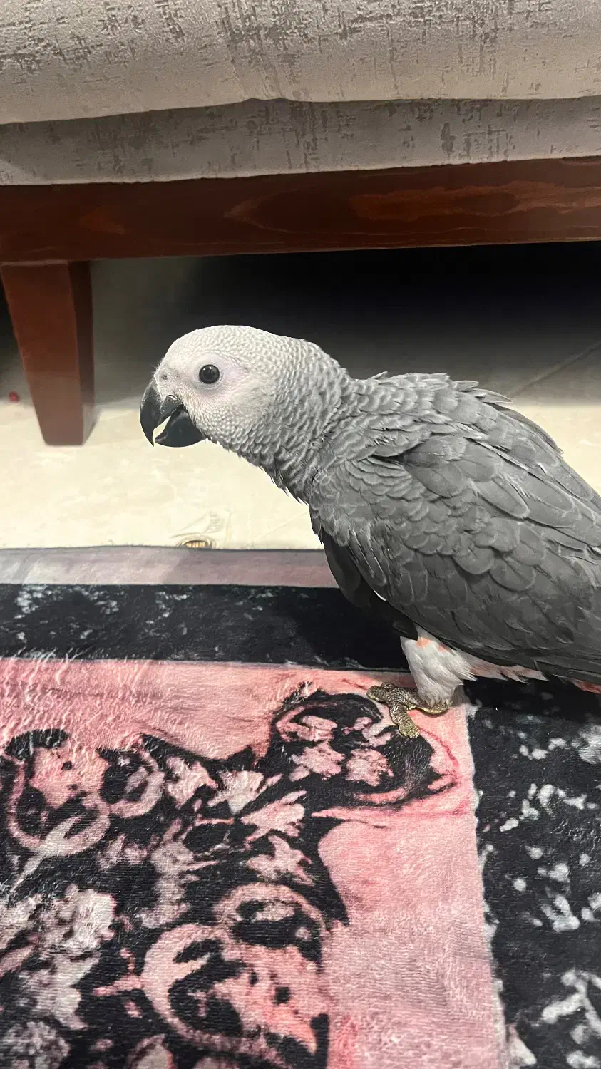 طوطی کاسکو دم قرمز|پرنده|بندرعباس, |دیوار