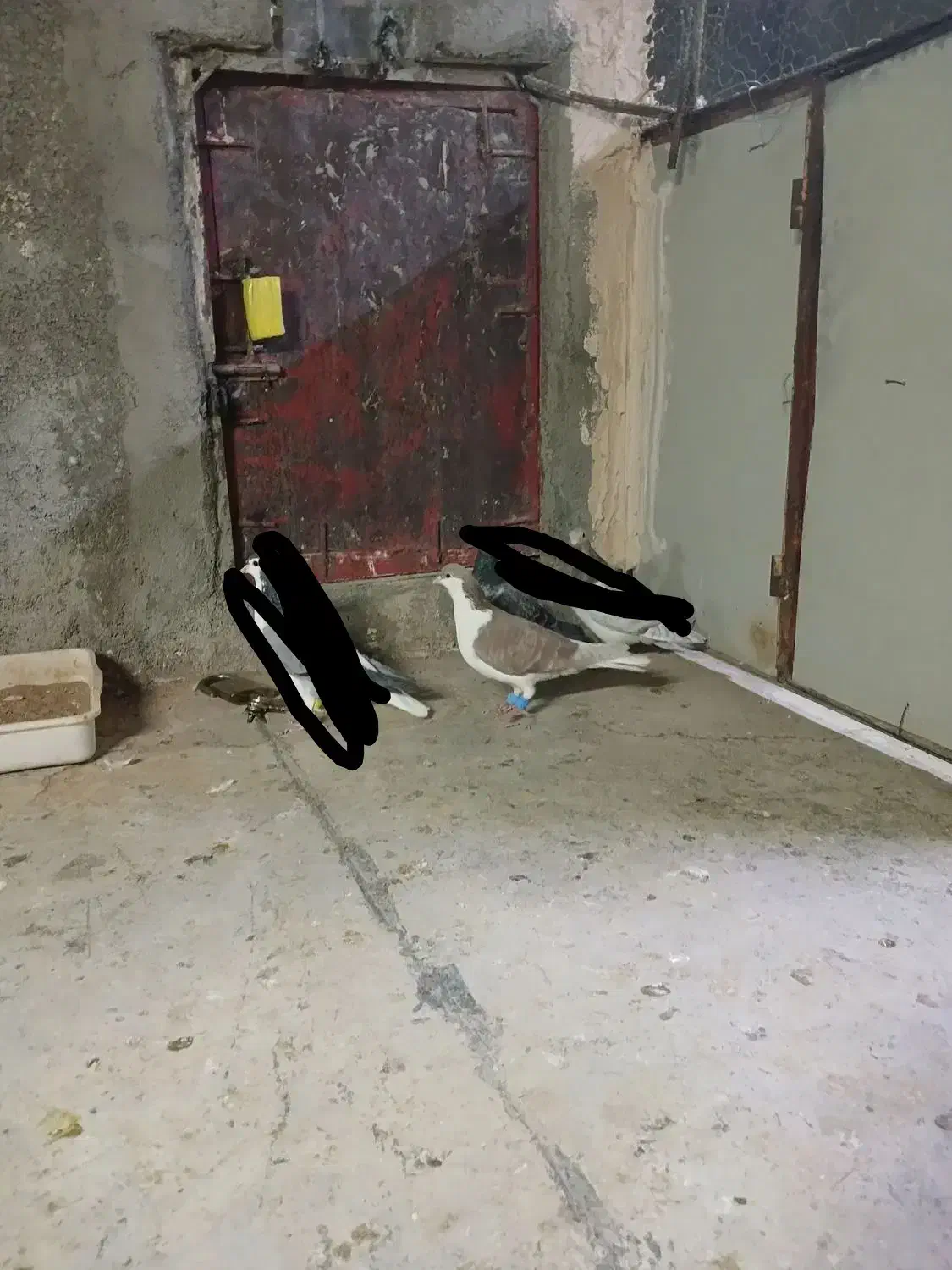 کبوتر پرشی|پرنده|نیشابور, شهید بهشتی|دیوار