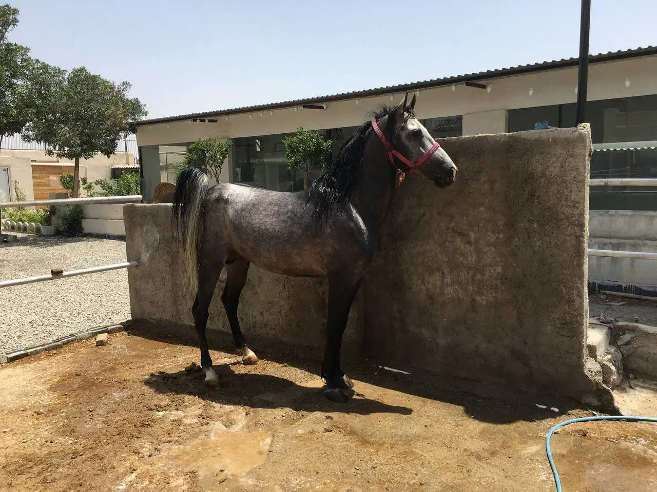 اسب|اسب و تجهیزات اسبسواری|ری, شهرک نظامی|دیوار