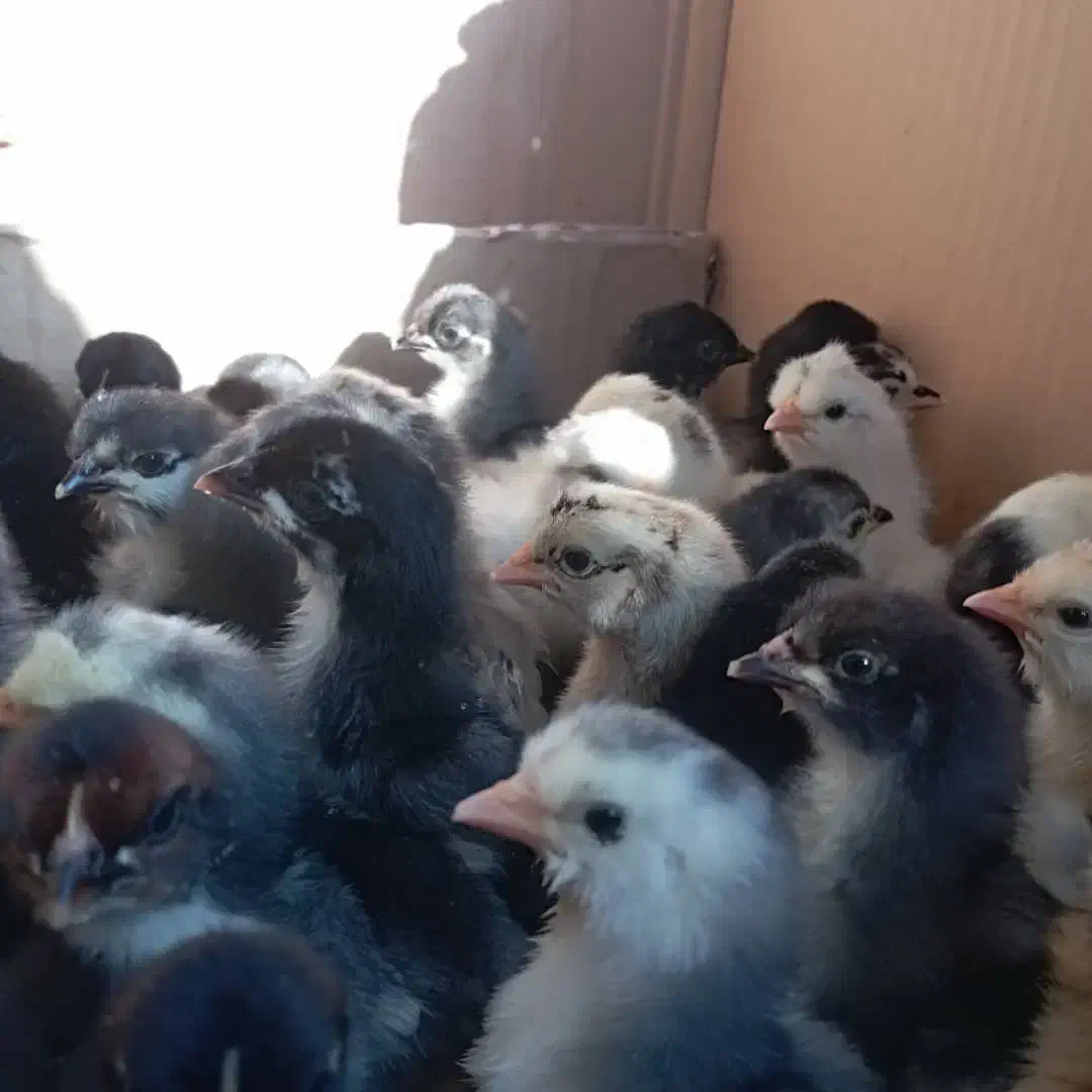 جوجه محلی اصل سرحال،گلین ،ریشی وطوسی|حیوانات مزرعه|برازجان, |دیوار