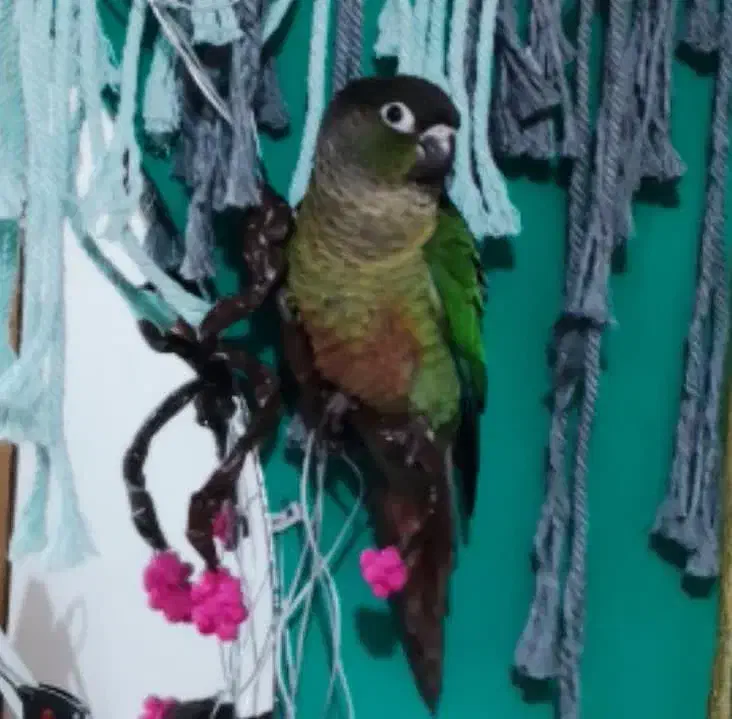 گمشده|حیوانات|اراک, |دیوار