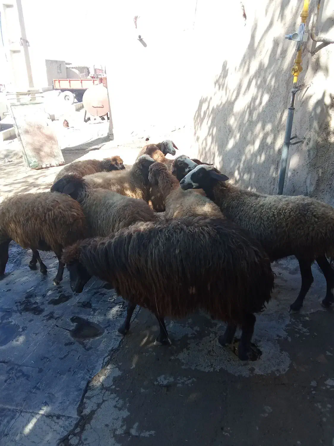 گوسفند شیره دار|حیوانات مزرعه|بلبان آباد, |دیوار