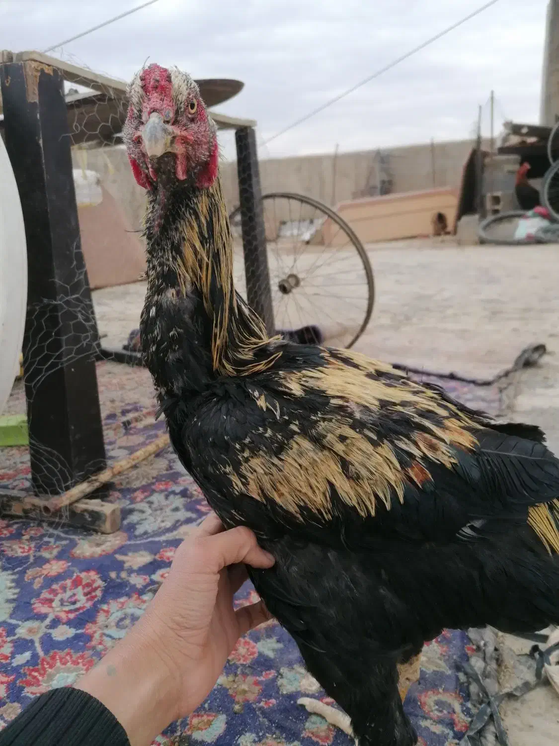 خروس لا ر ی|حیوانات مزرعه|شریفآباد, |دیوار