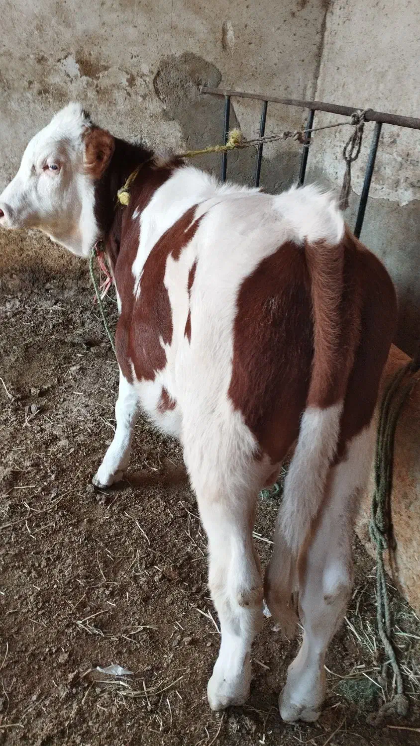 گوساله نر سیمیتال|حیوانات مزرعه|بکتاش, |دیوار