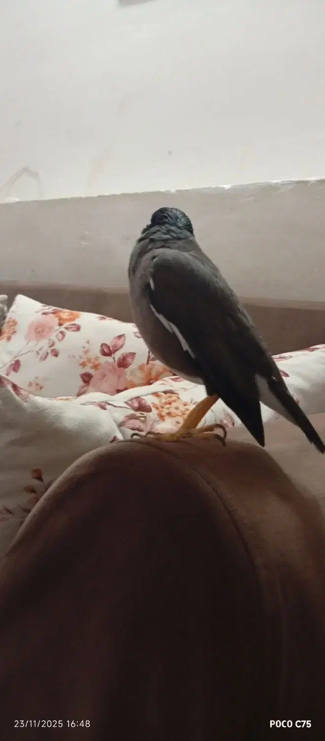 مرغ مینا|پرنده|شاهینشهر, گزبرخوار|دیوار