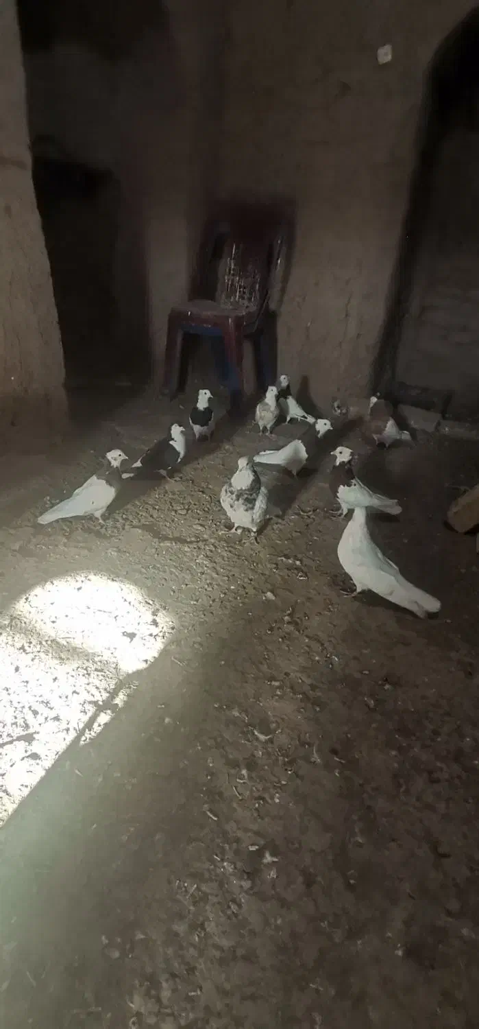 کفتر|پرنده|سبزوار, شهرک ابوذر|دیوار