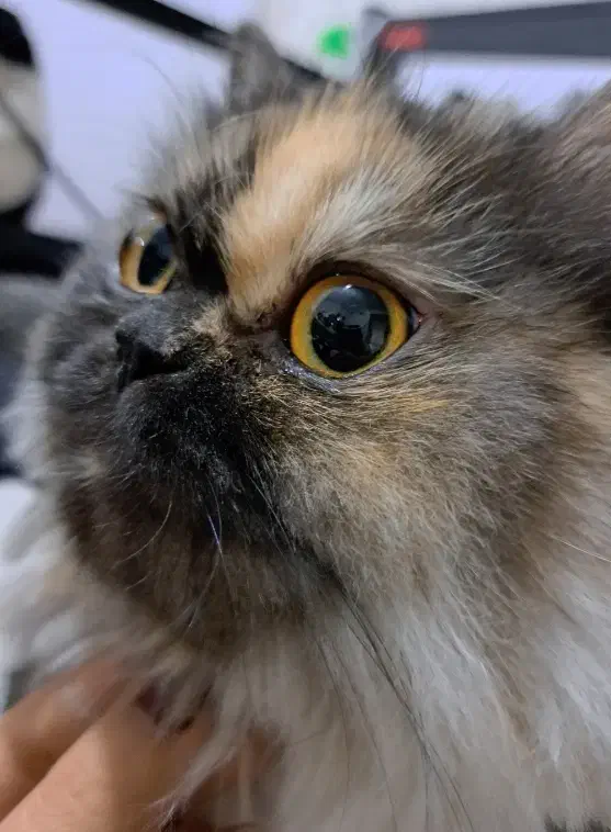 گربه پرشین باردار|گربه|مشهد, نیروی هوایی|دیوار