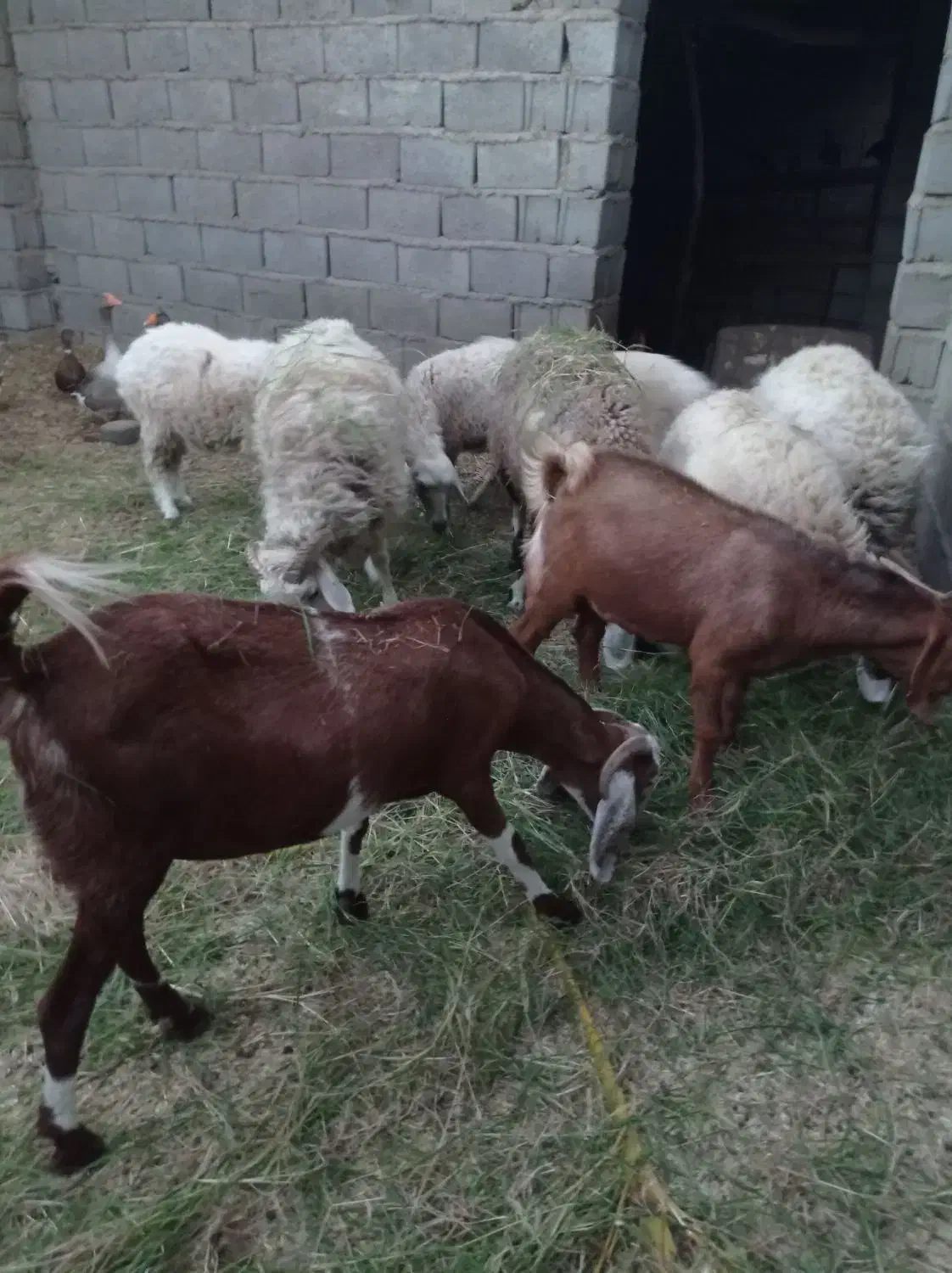 گوسفند فروشی|حیوانات مزرعه|نرماشیر, |دیوار