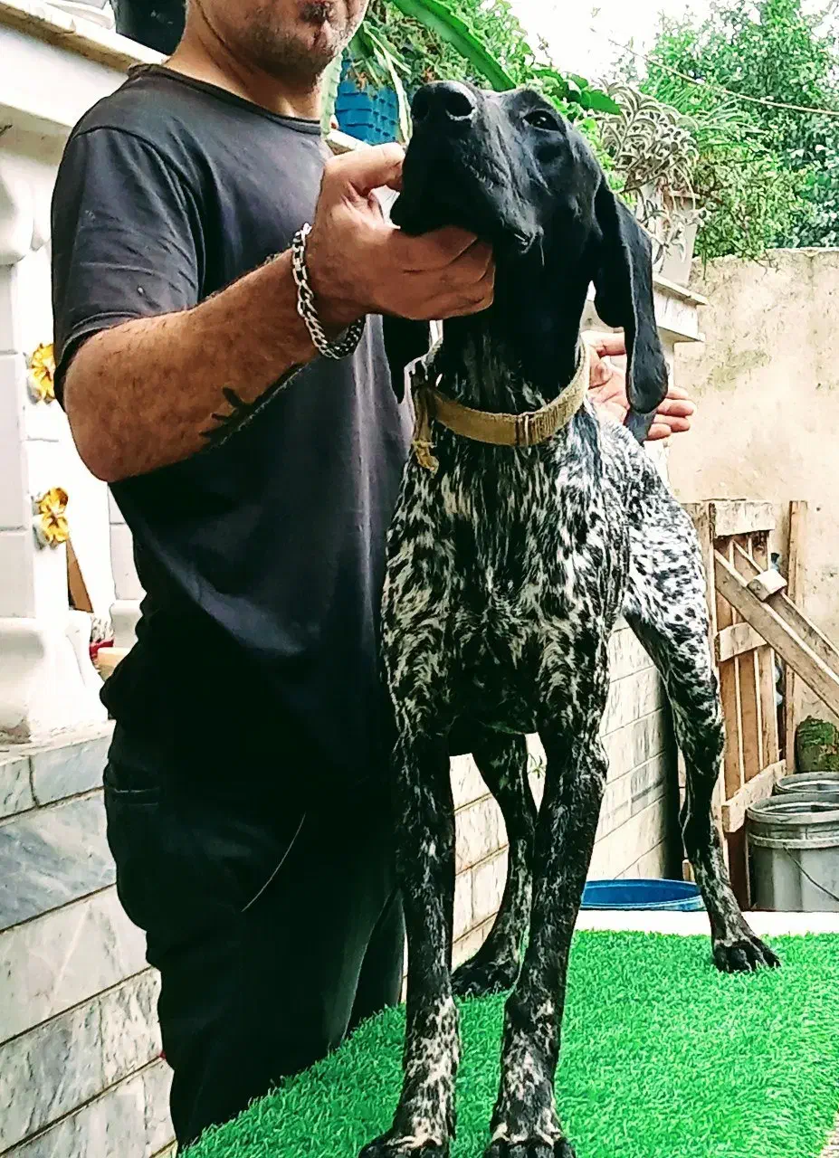 توله آلمانی اصیل ۴ماهه|سگ|صومعهسرا, |دیوار