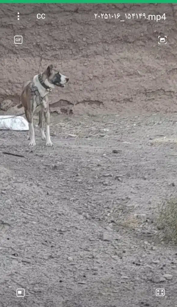 سگ ماده|سگ|رشتخوار, |دیوار
