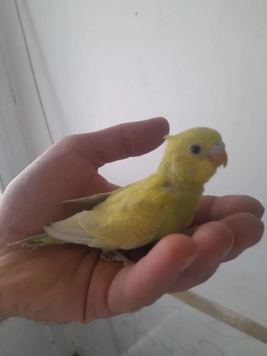 جفت مرغ عشق مولدهمراهباجوجه وجفت عروس لوتینوباتخم|پرنده|مشهد, کشف|دیوار