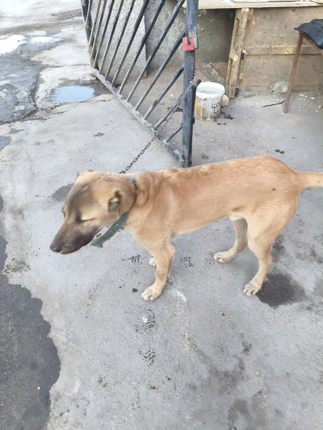 واگذاری سگ|سگ|بجنورد, |دیوار