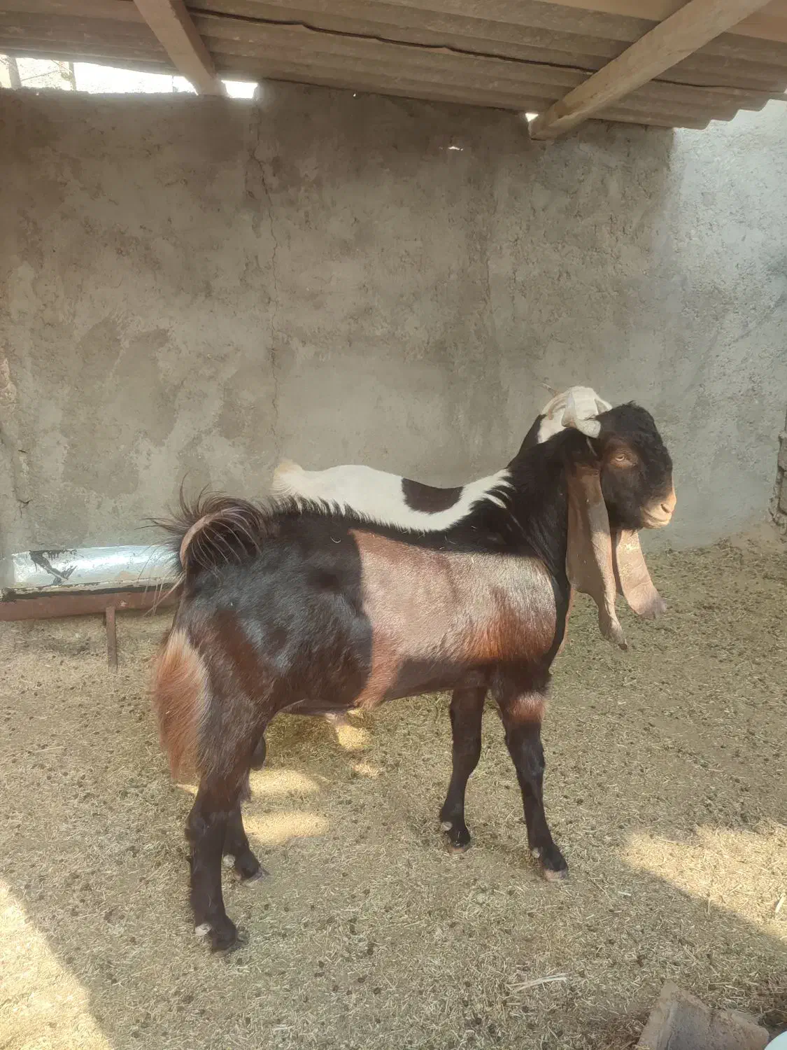 یک عدد بز آبستن درجه یک پازن درجه یک|حیوانات مزرعه|برازجان, |دیوار