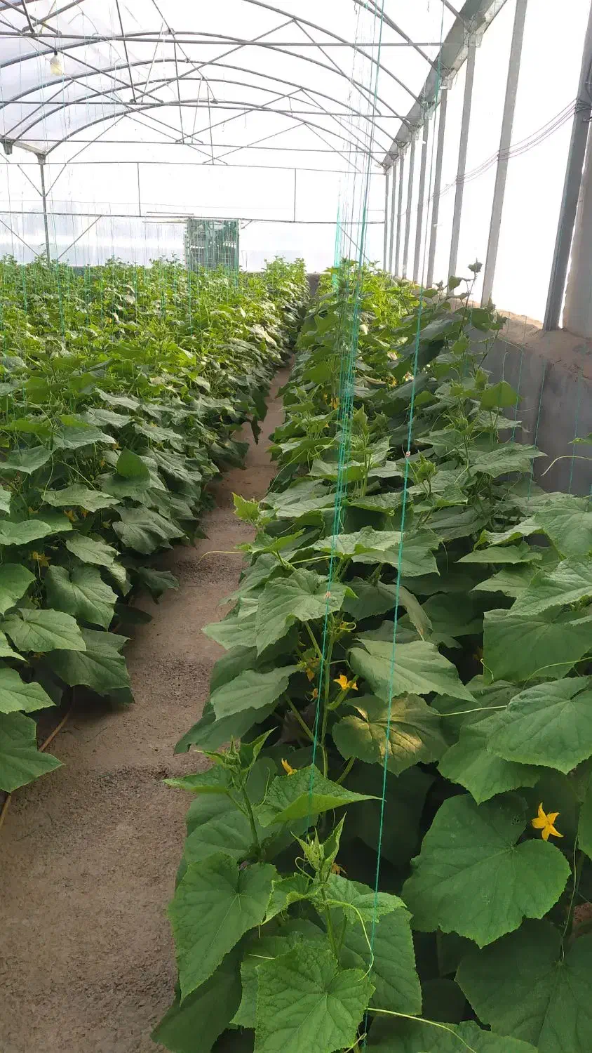 گلخانه|فروش زمین و ملک کلنگی|خلیل آباد, |دیوار