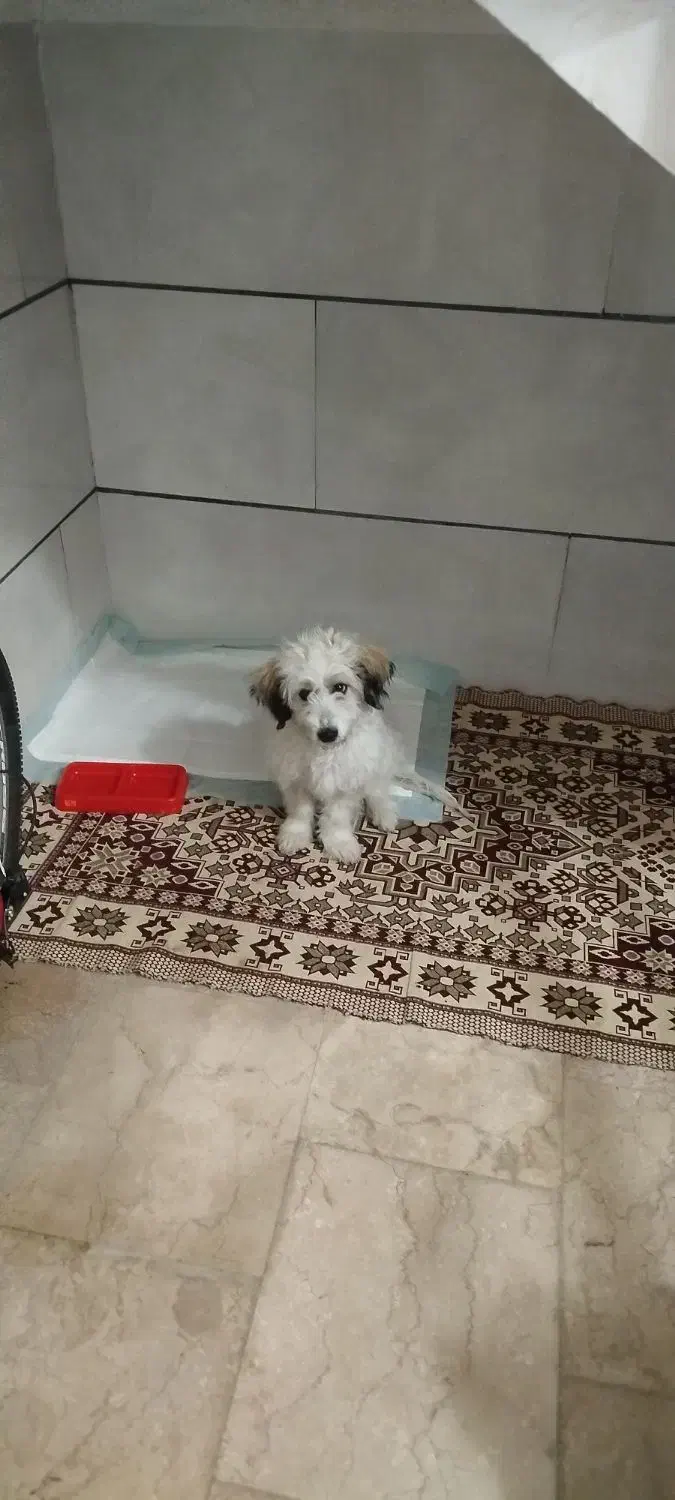 واگذاری سگ|سگ|بروجرد, |دیوار