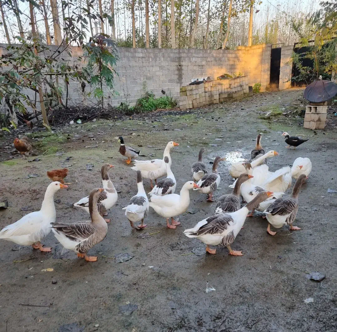 حیوانات|حیوانات مزرعه|رشت, استادسرا|دیوار