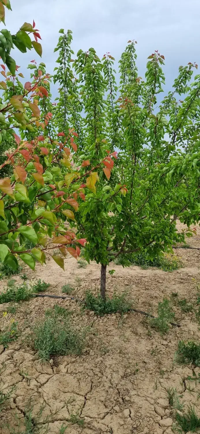 فروش زمین باغی در نزدیکی اراک|فروش زمین و ملک کلنگی|ساروق, |دیوار
