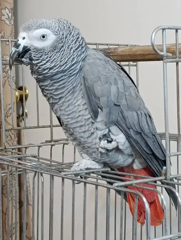 کاسکو سخنگو|پرنده|فولادشهر, زاینده رود|دیوار