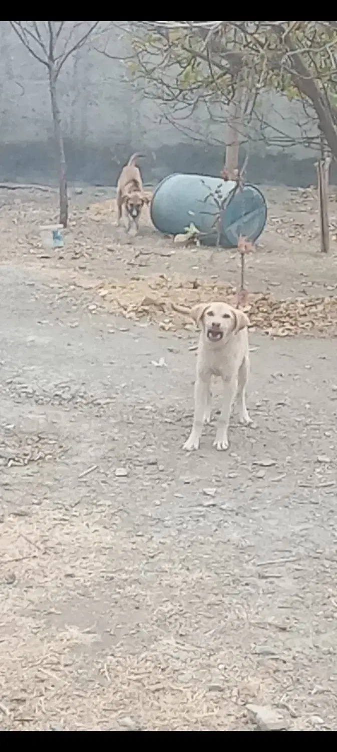 واگذاری|سگ|قره چای, |دیوار