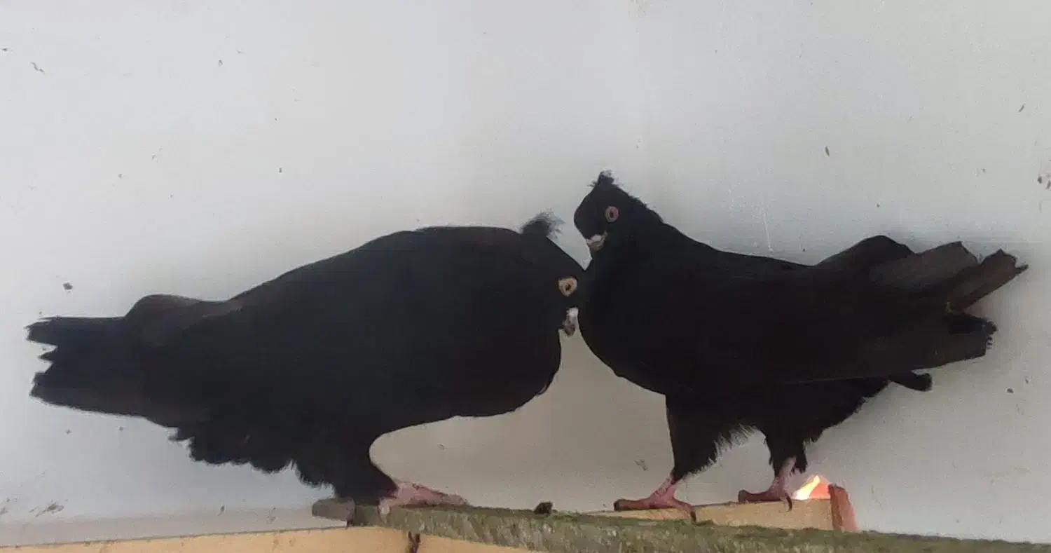 کبوتر زاغ جوجه کاکل|پرنده|قائم‌شهر, |دیوار