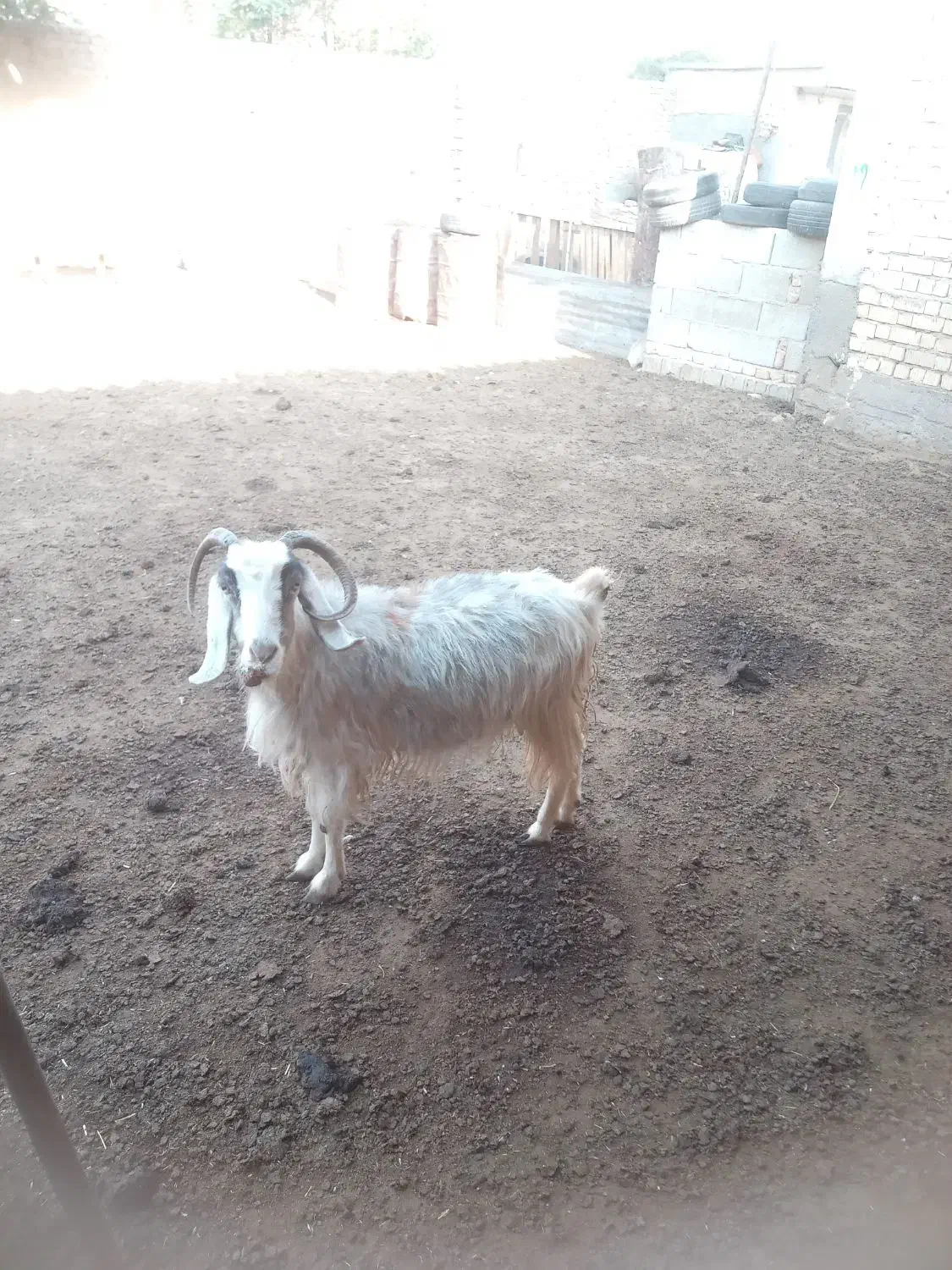 بز چاق|حیوانات مزرعه|سیدان, |دیوار