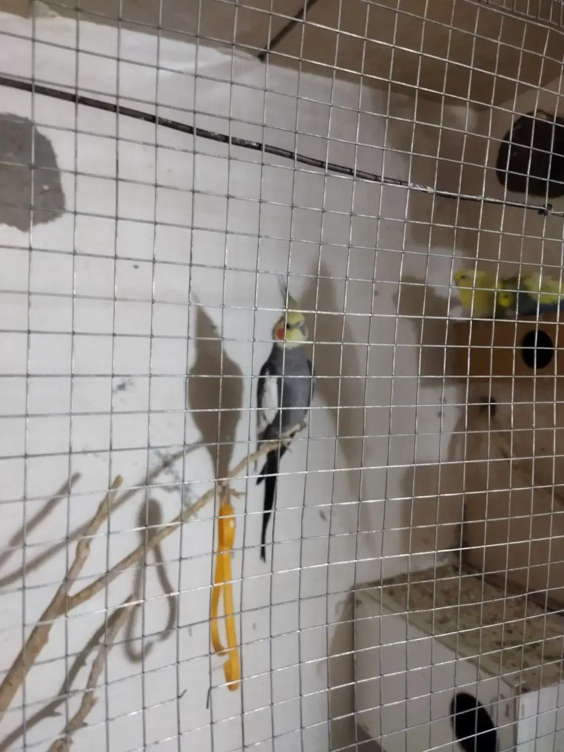 یک دونه عروس نر معاوضه دارم با سهره یا عروس ماده|پرنده|شیروان (خراسان), |دیوار