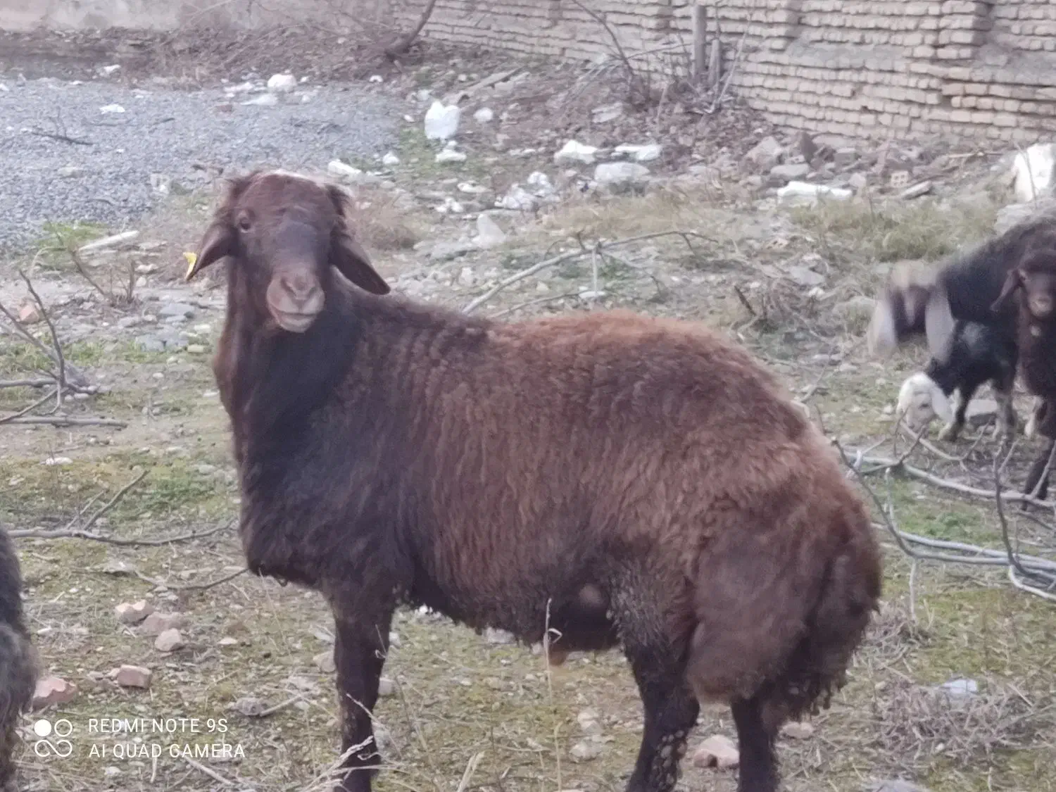 قوچ دوساله|حیوانات مزرعه|سرخنکلاته, |دیوار