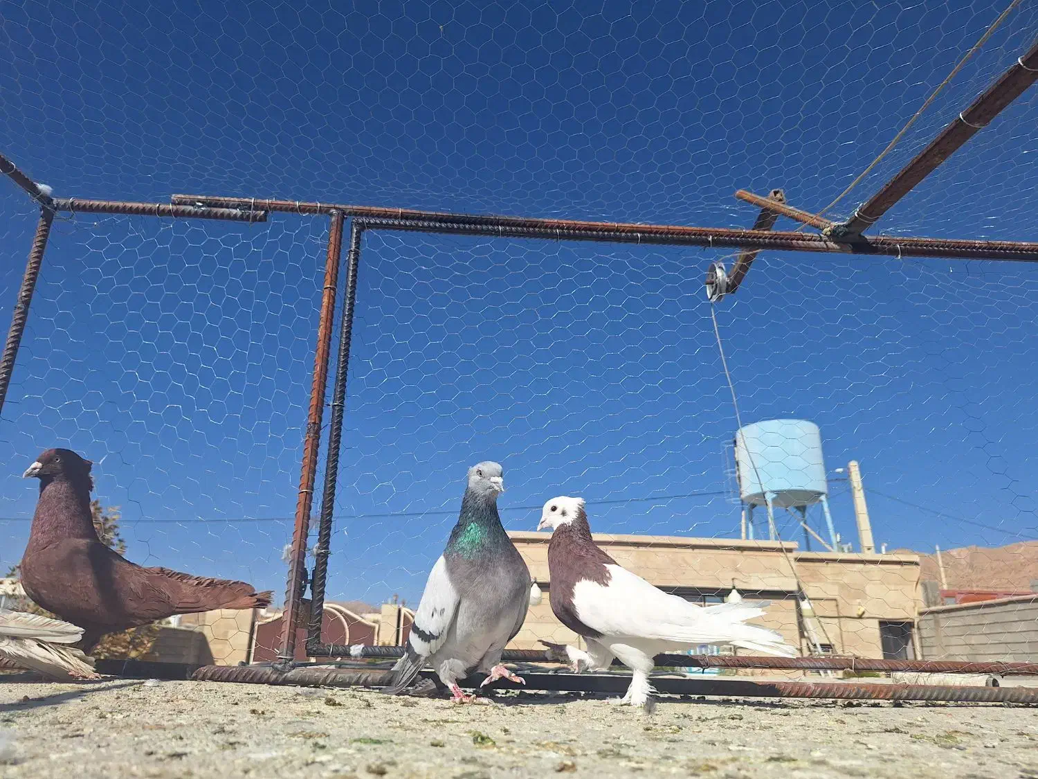 کبوتر رنگی|پرنده|شیراز, شهرک گلستان|دیوار