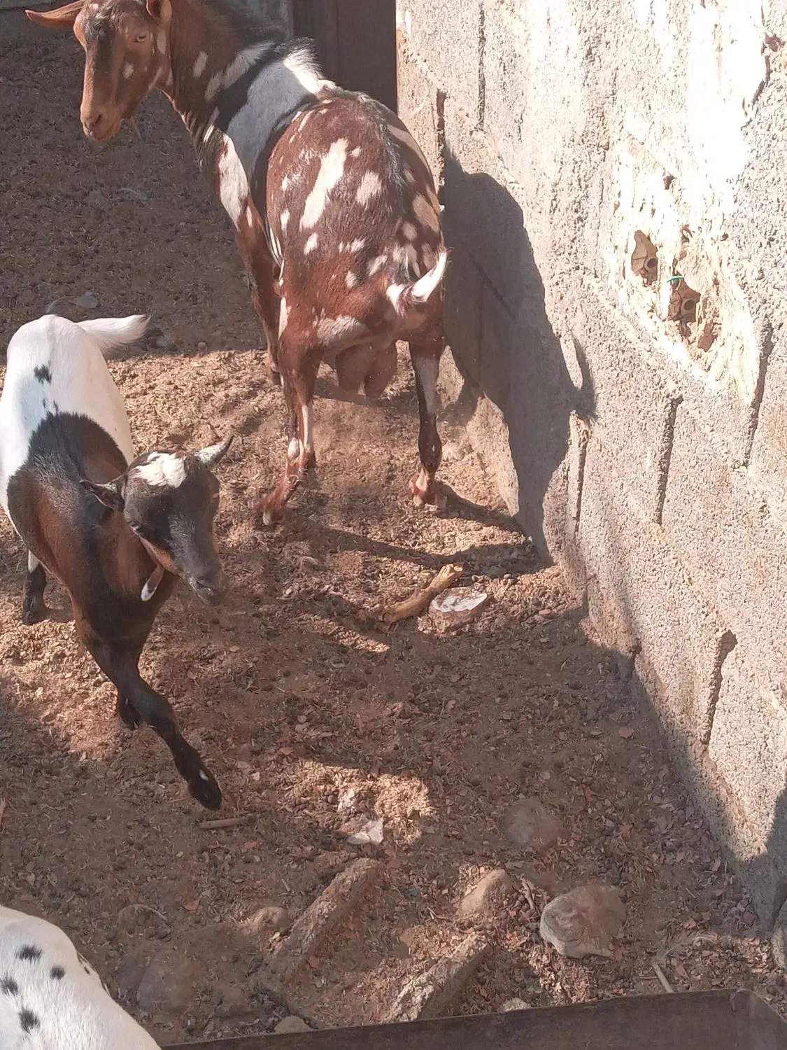 نری پچی|حیوانات مزرعه|بندرعباس, |دیوار