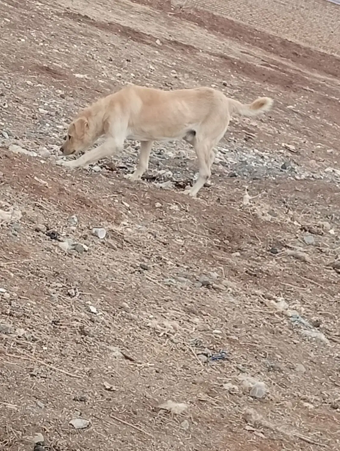 سگ .|سگ|سنقر, |دیوار