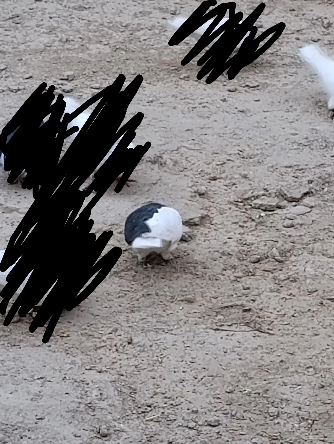 چپ سیاه نر|پرنده|بهبهان, |دیوار