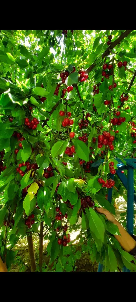 باغچه گیلاس کهریز|فروش دفتر صنعتی، کشاورزی، تجاری|انزل, |دیوار