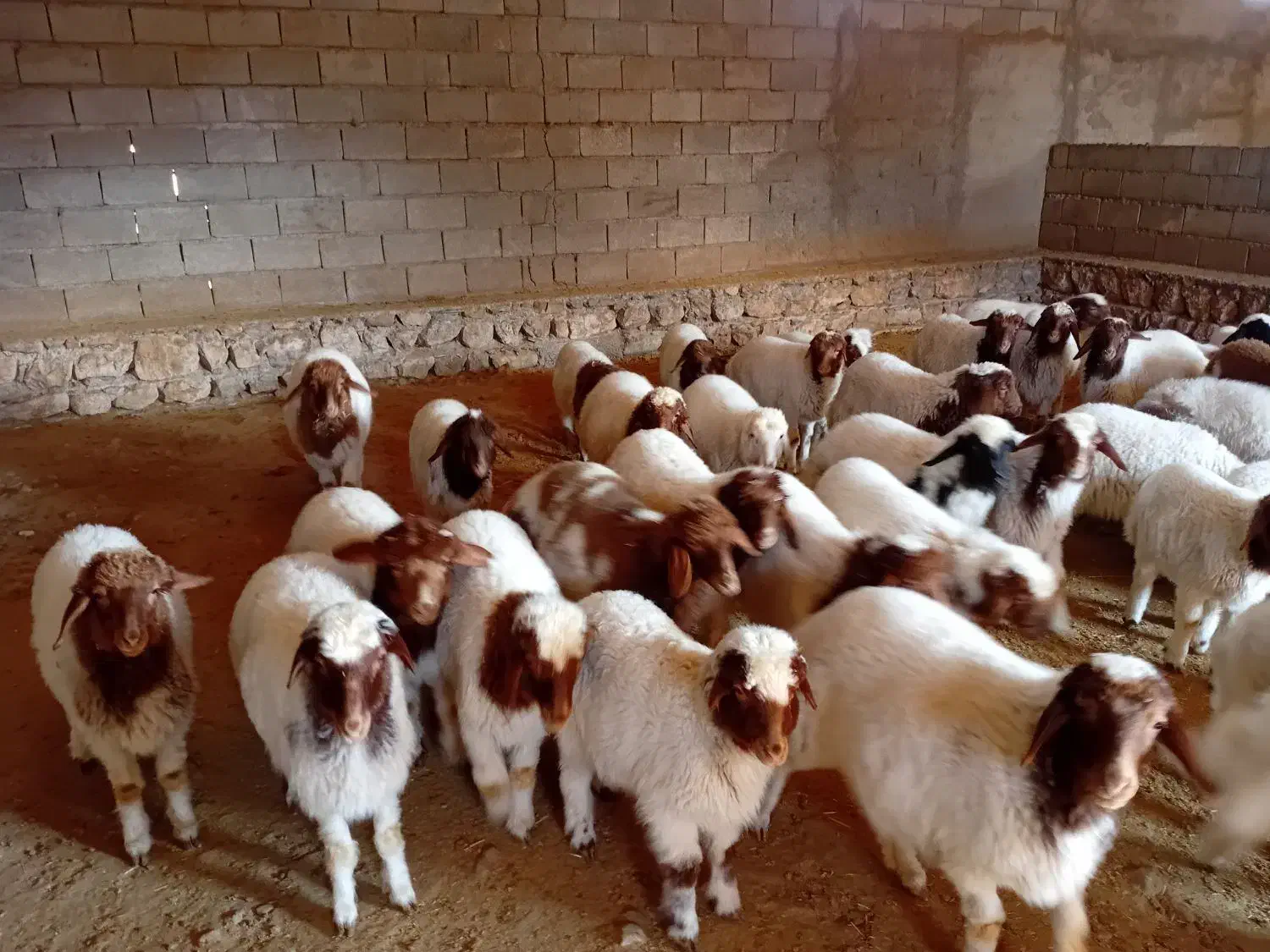 فروش بره شیری و بره بزرگ|حیوانات مزرعه|بدره, |دیوار