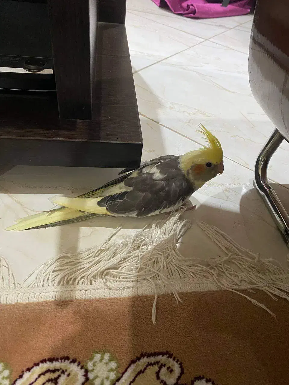 عروس هلندی|پرنده|رشت, جهاد|دیوار