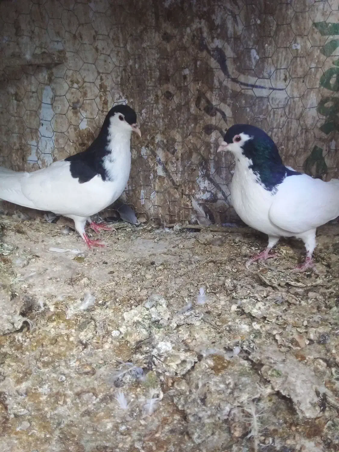 کبوتر فروشی|پرنده|سمنان, |دیوار