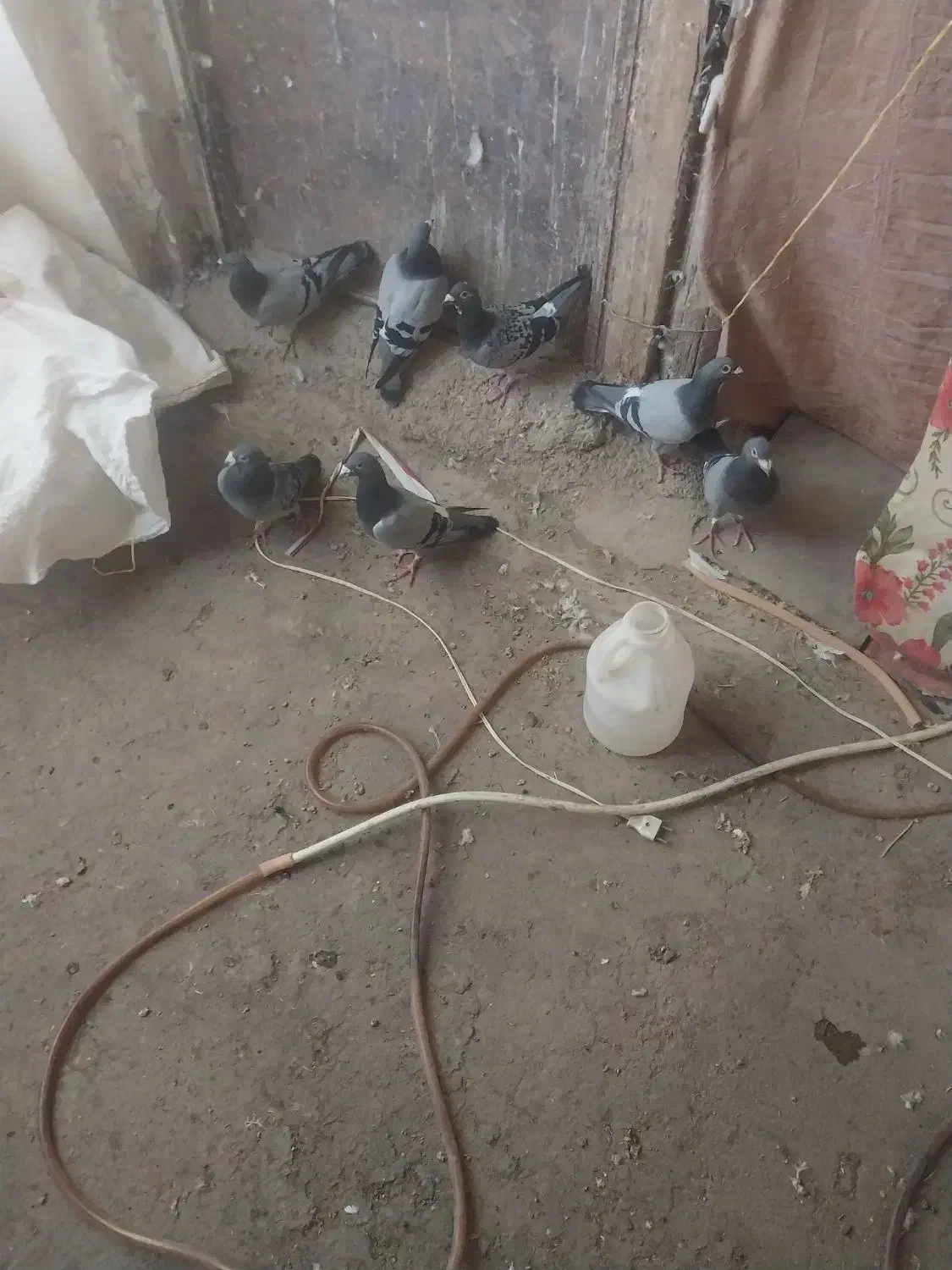 ۷عدد کبوتر مسافتی پلاکی|پرنده|مرند, |دیوار