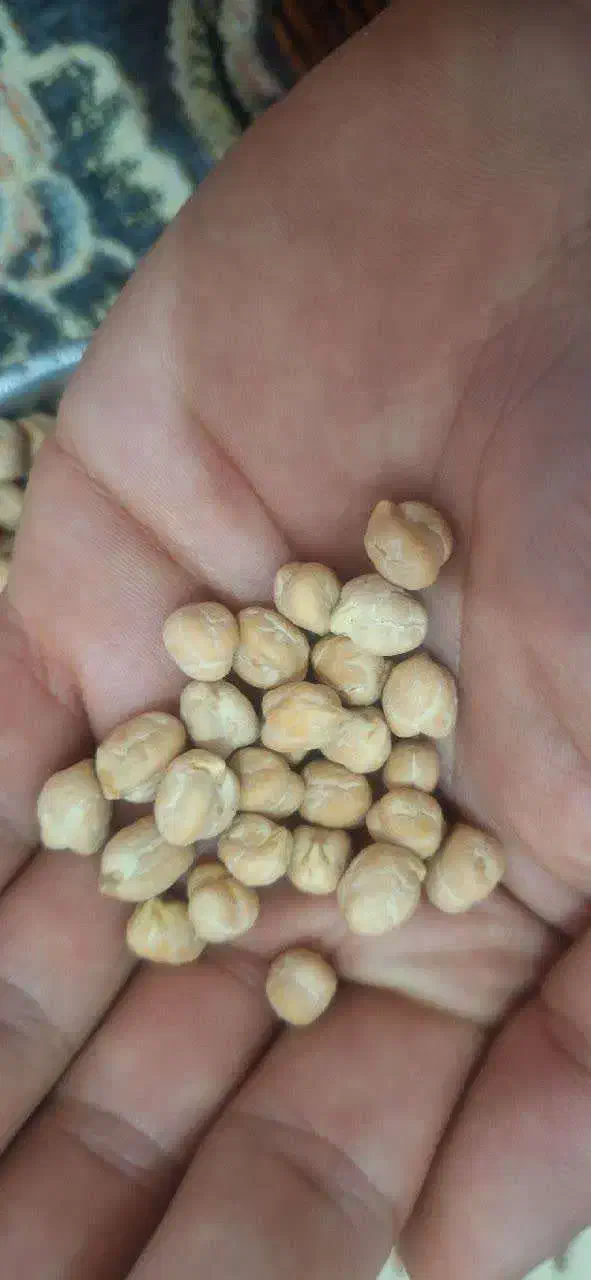 نخود|عمدهفروشی|رزن, |دیوار