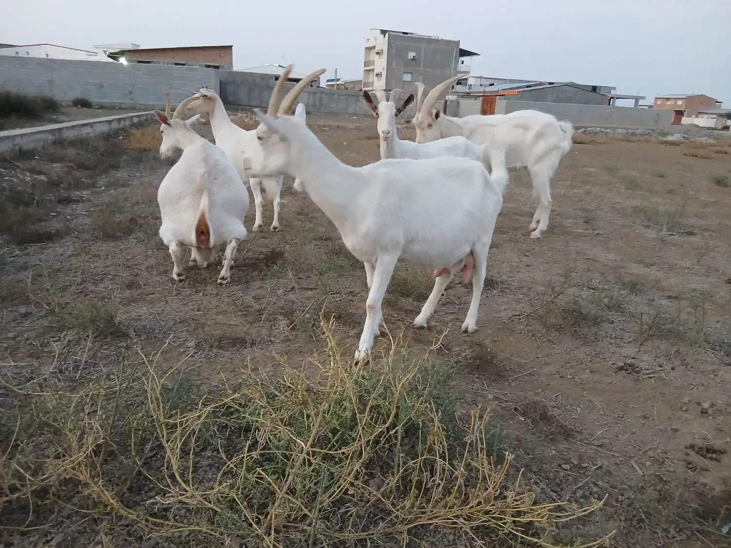 فروش ۵ راس سانن اصل آبستن سنگین شیری|حیوانات مزرعه|بندر ترکمن, |دیوار