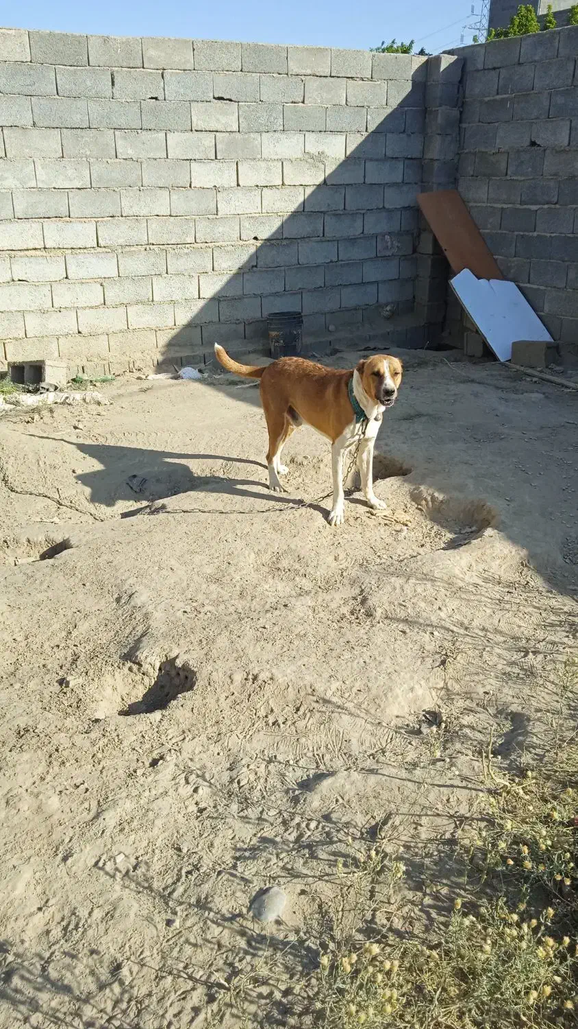سگ افقانی ۲ساله معاوضه با سگ|سگ|مشهد, چهاربرج|دیوار