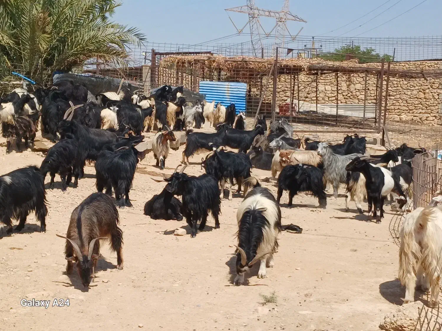 گله بز یک دست جوان همه نیشتر|حیوانات مزرعه|دوگنبدان, |دیوار