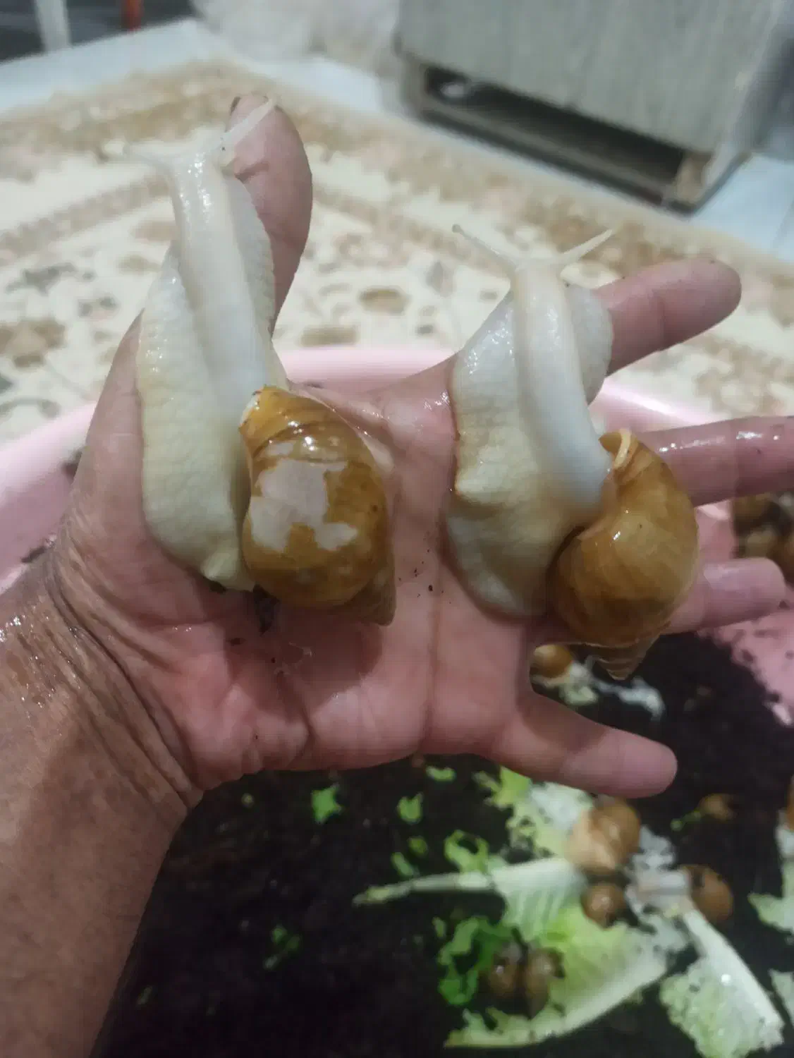 هلزون مولد|خزنده|تبریز, |دیوار