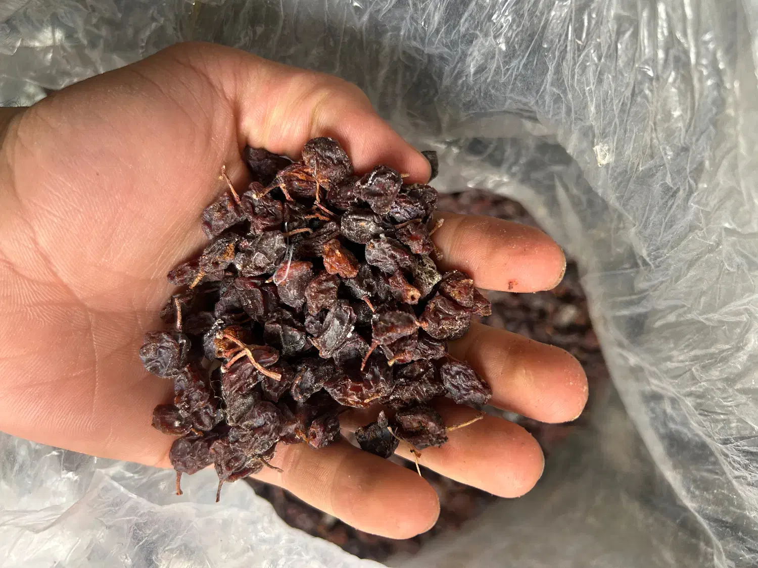 کشمش|عمدهفروشی|قزوین, |دیوار