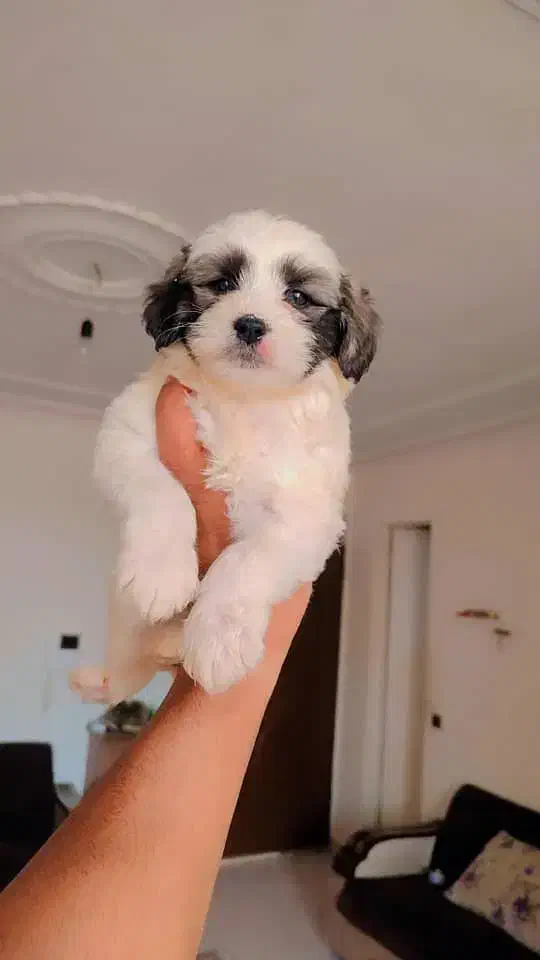 شیتزو پامر|سگ|تهران, سعادت‌آباد|دیوار