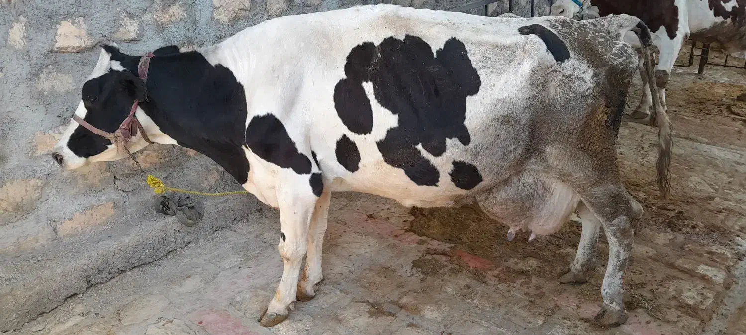 گاو هلشتاین باگوساله مونتبلیار سیمینتال|حیوانات مزرعه|کوهدشت, |دیوار