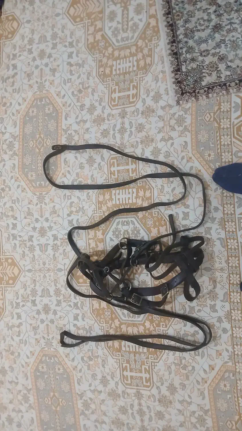 لوازم نگهداری اسب|اسب و تجهیزات اسبسواری|کندوان, |دیوار